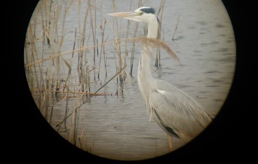 Ardea cinerea