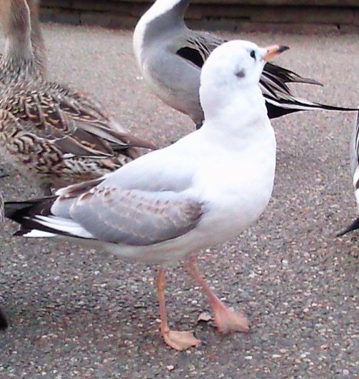 Larus ridibundus