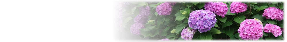 hydrangea.jpg